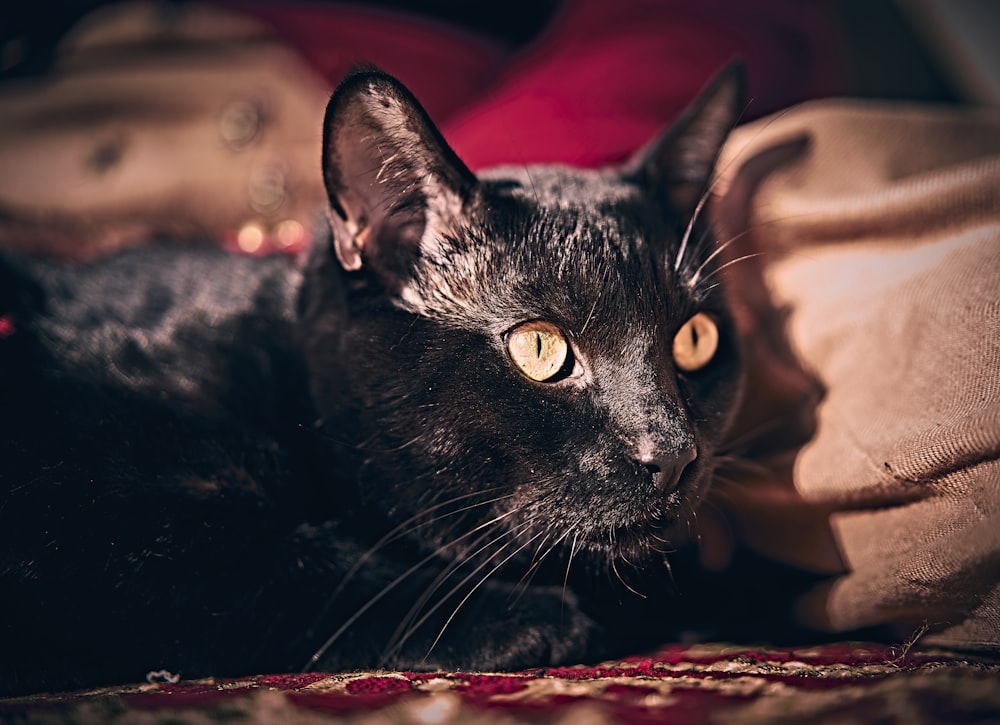 black cat lying on red and brown textile