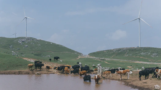 A herd of cows gathers around a small pond on a grassy landscape with rolling hills. In the background, two large wind turbines tower over the scene against a partly cloudy sky, suggesting a combination of agriculture and renewable energy.