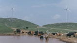 A herd of cows gathers around a small pond on a grassy landscape with rolling hills. In the background, two large wind turbines tower over the scene against a partly cloudy sky, suggesting a combination of agriculture and renewable energy.