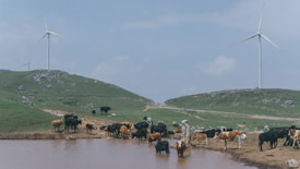 A herd of cows gathers around a small pond on a grassy landscape with rolling hills. In the background, two large wind turbines tower over the scene against a partly cloudy sky, suggesting a combination of agriculture and renewable energy.