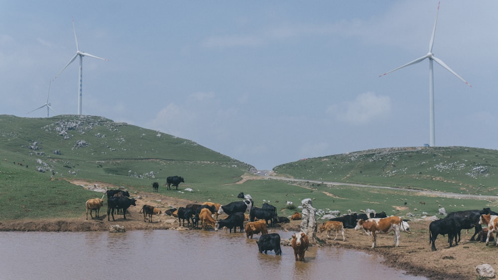 horses on green grass field near lake during daytime