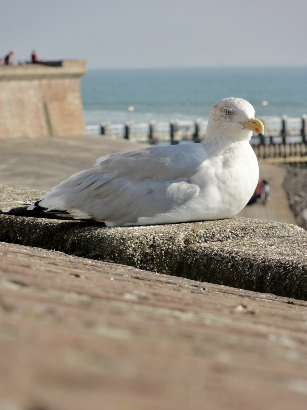 white and gray bird on brown concrete wall