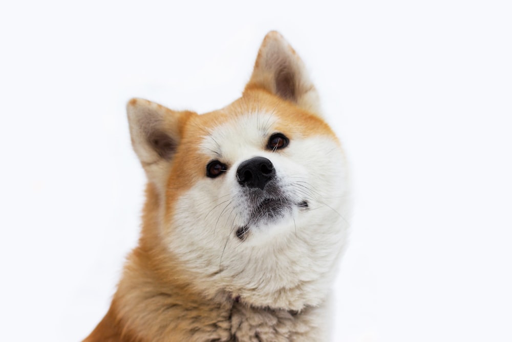 brown and white short coated dog