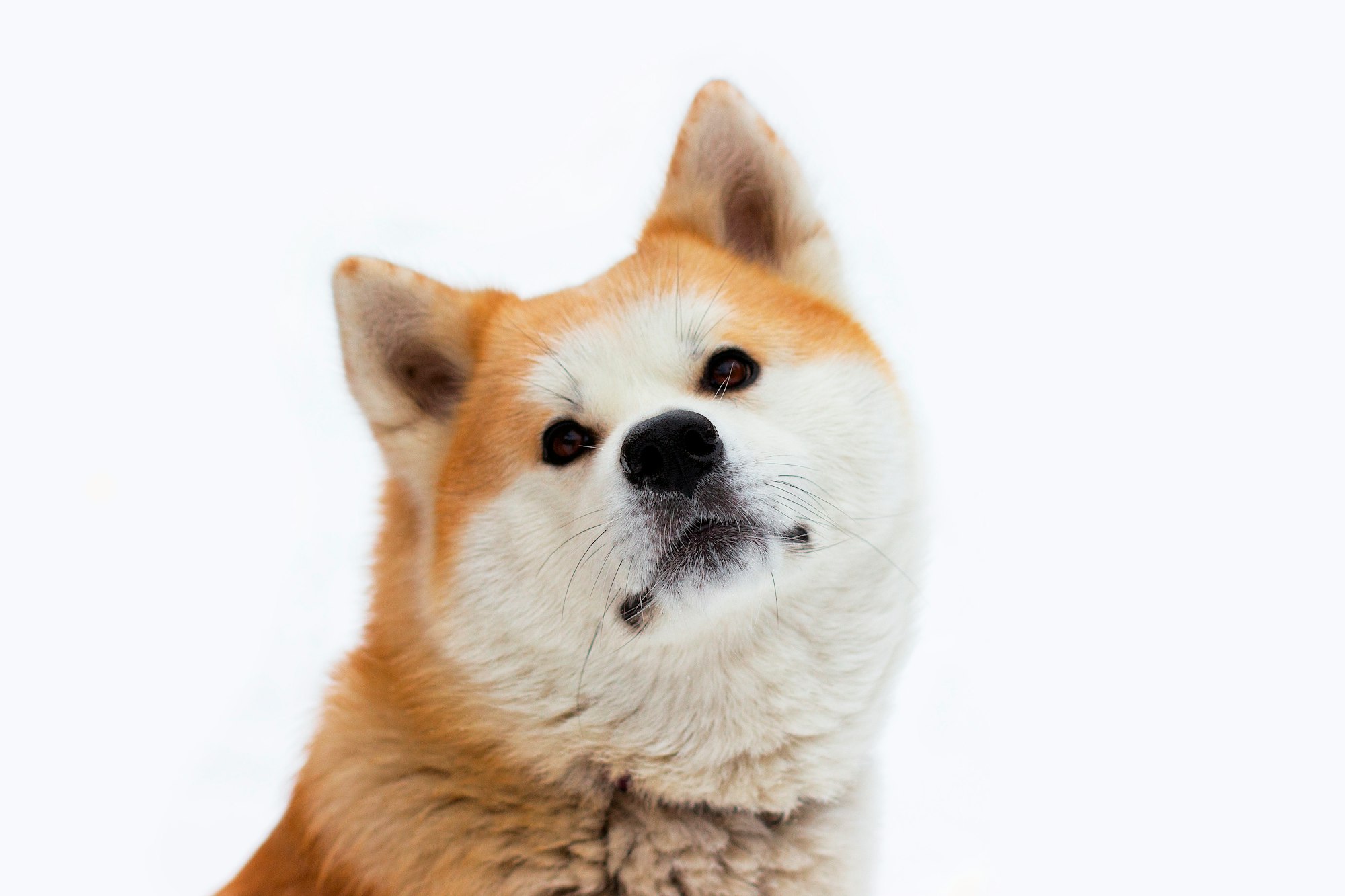 Closest Dog Breed to a Fox: 5 Fascinating Dogs You'll Adore