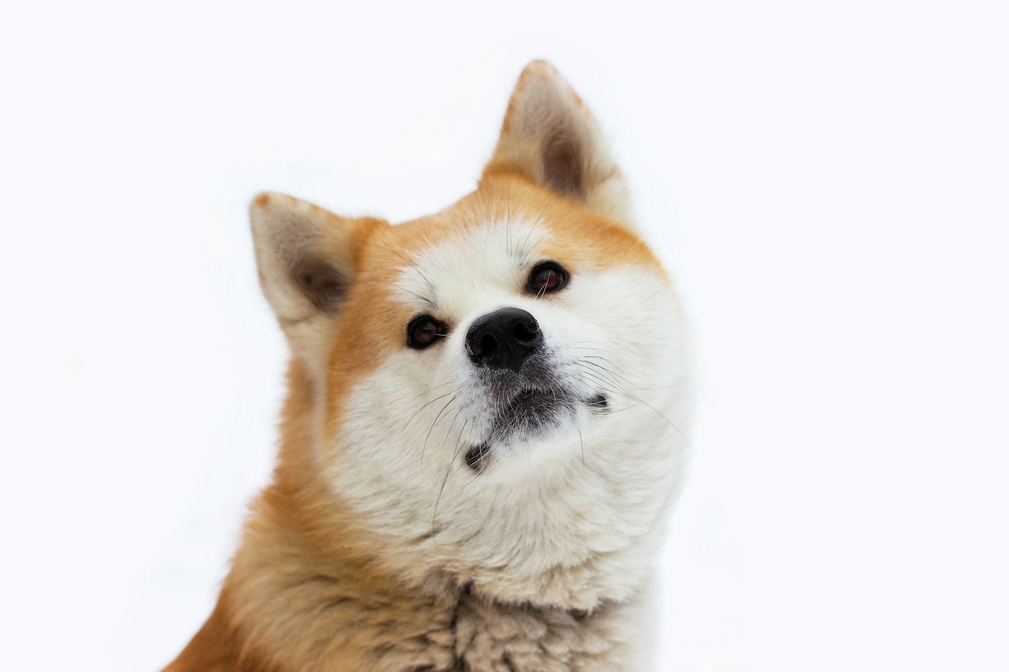 Best Times to Visit Akita: Weather & Seasons Guide