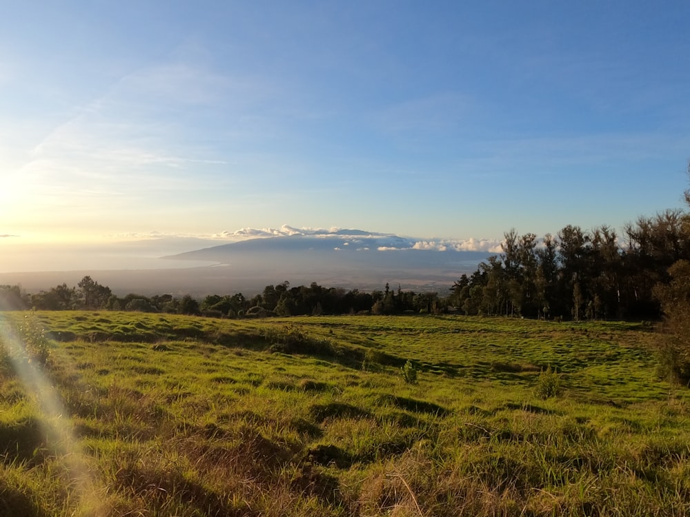 Campo de hierba verde bajo el cielo azul durante el día