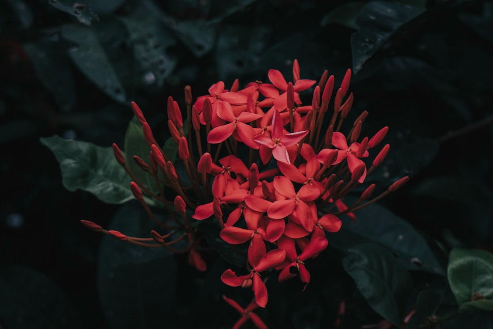 red flowers with green leaves