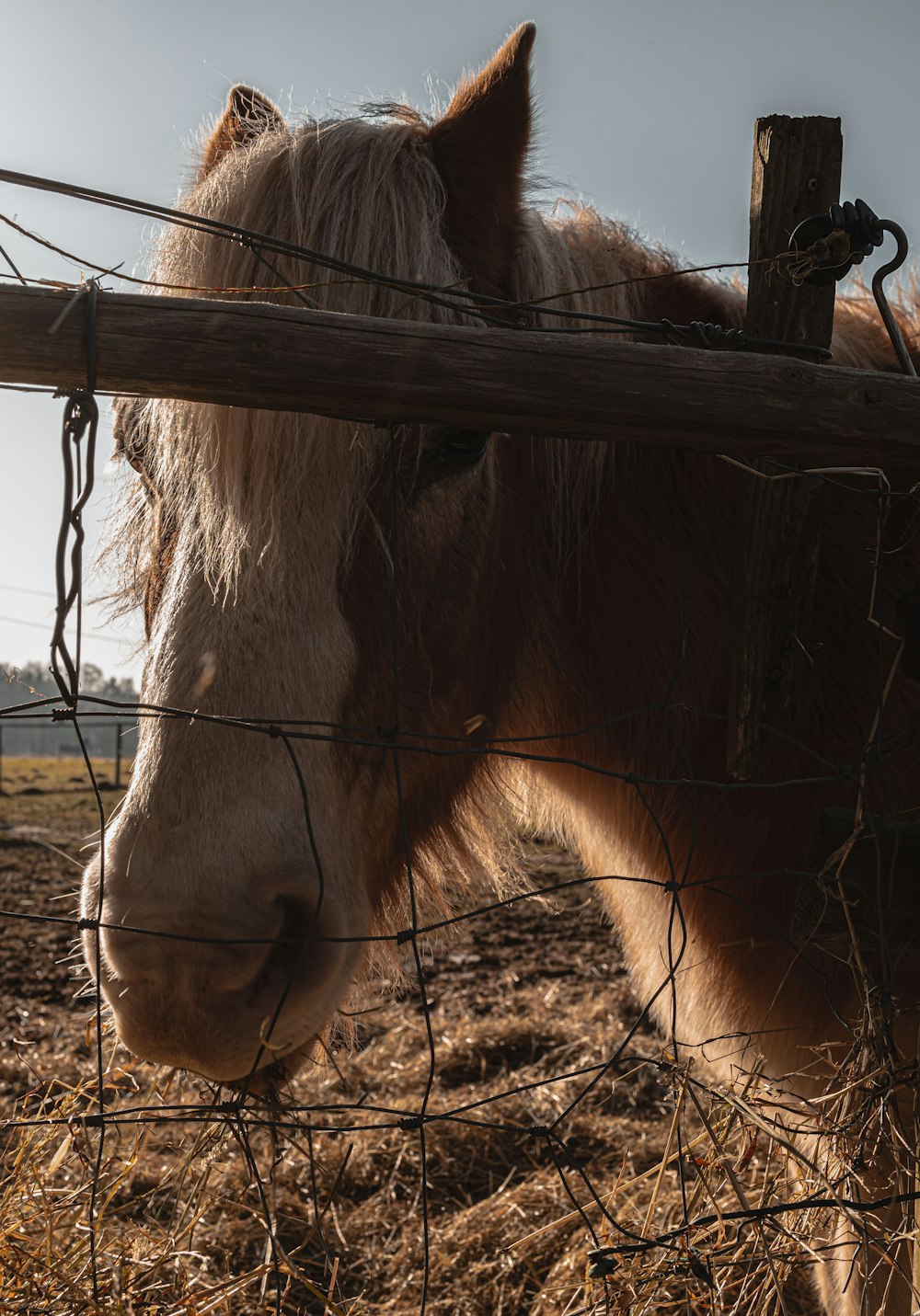 brown horse eating grass during daytime