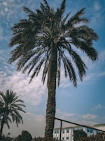 green palm tree under blue sky during daytime