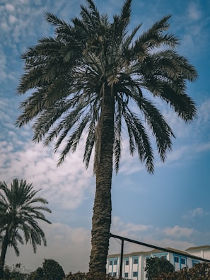 green palm tree under blue sky during daytime