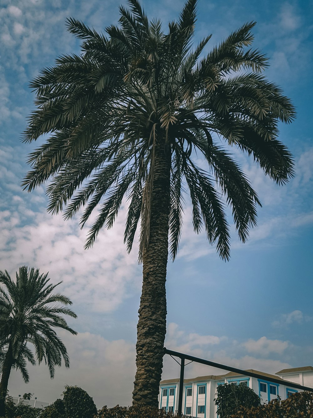 green palm tree under blue sky during daytime