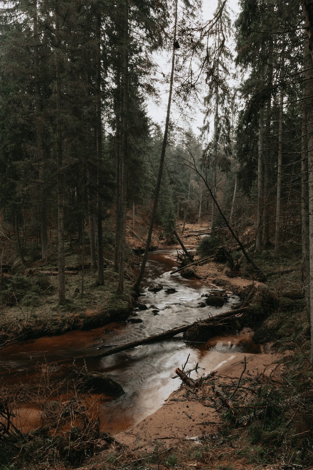 river in the middle of forest during daytime