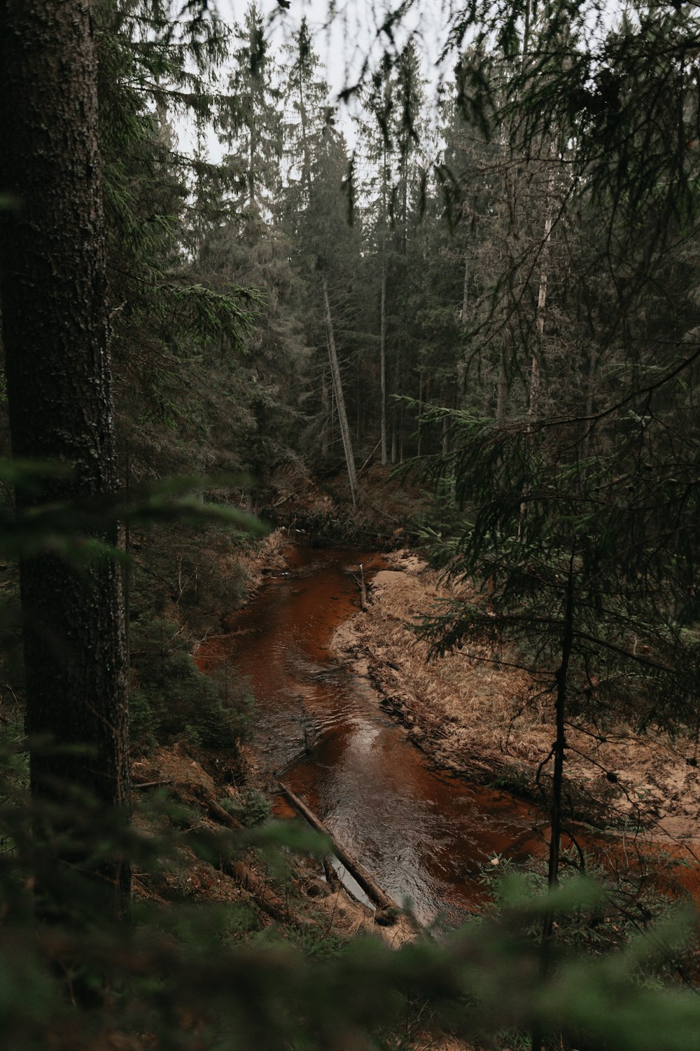 river in the middle of forest during daytime