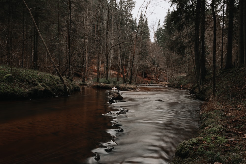 river between trees during daytime