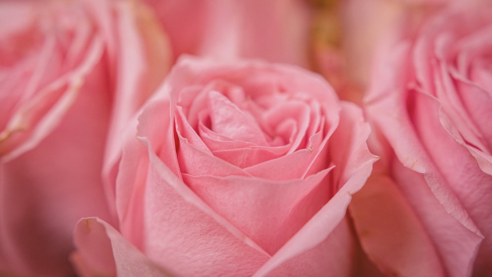 pink rose in close up photography