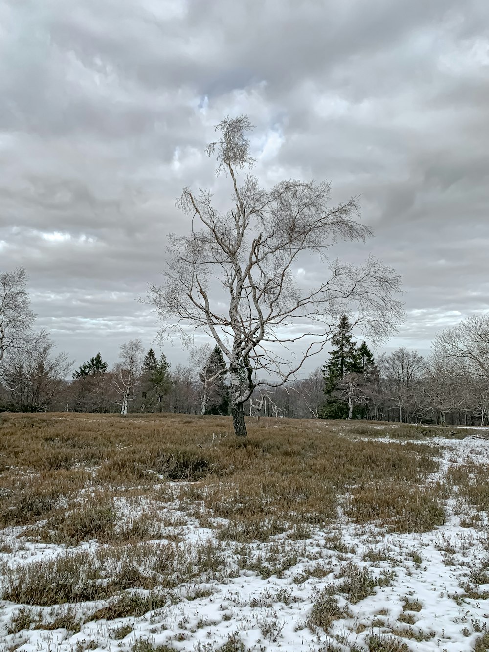 leafless trees on green grass field near river under cloudy sky during daytime