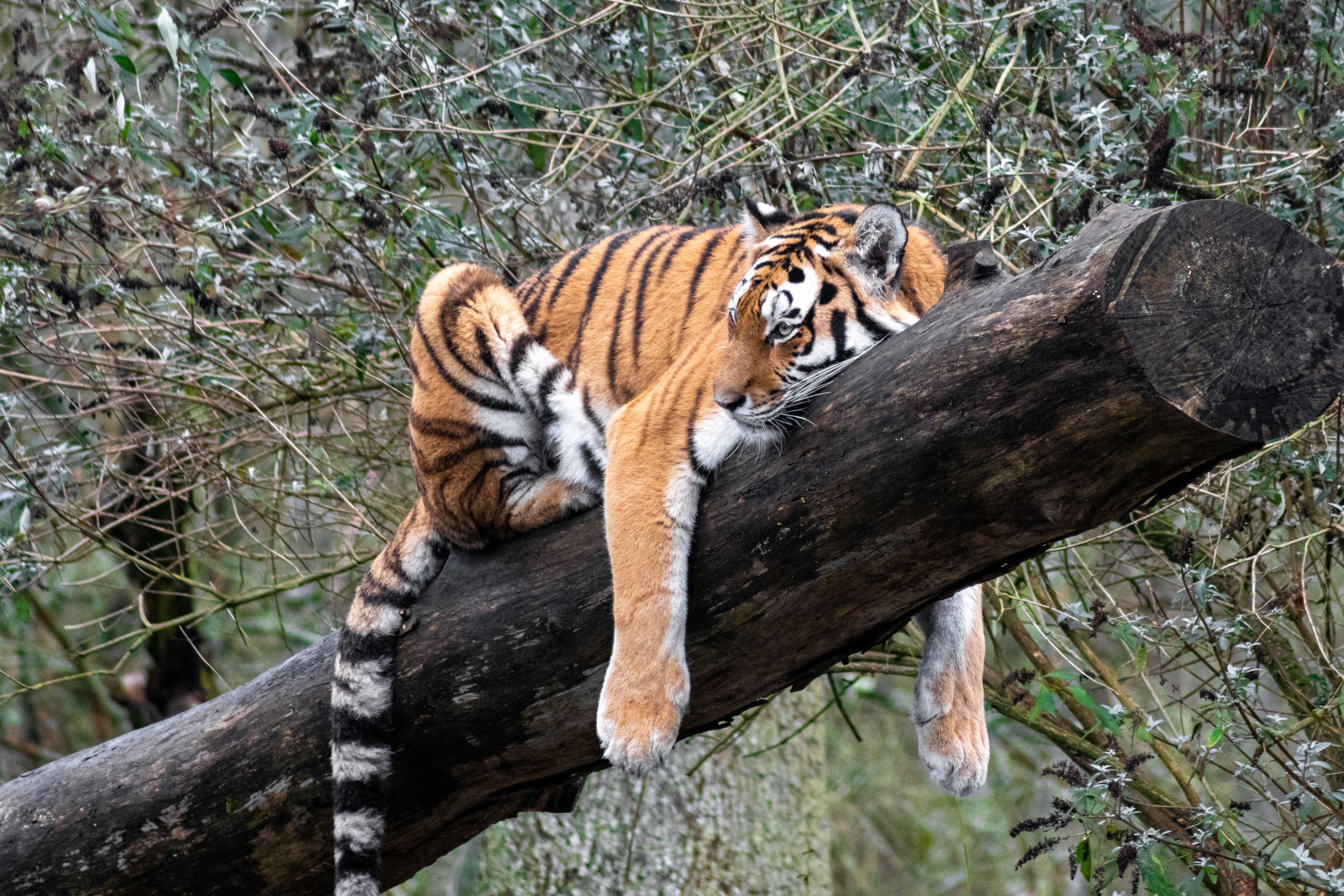 9. Cooling Off in the Canopy Shade (image credits: unsplash)