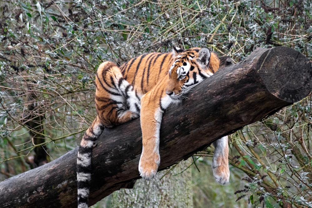 tigre acostado en el tronco de un árbol marrón