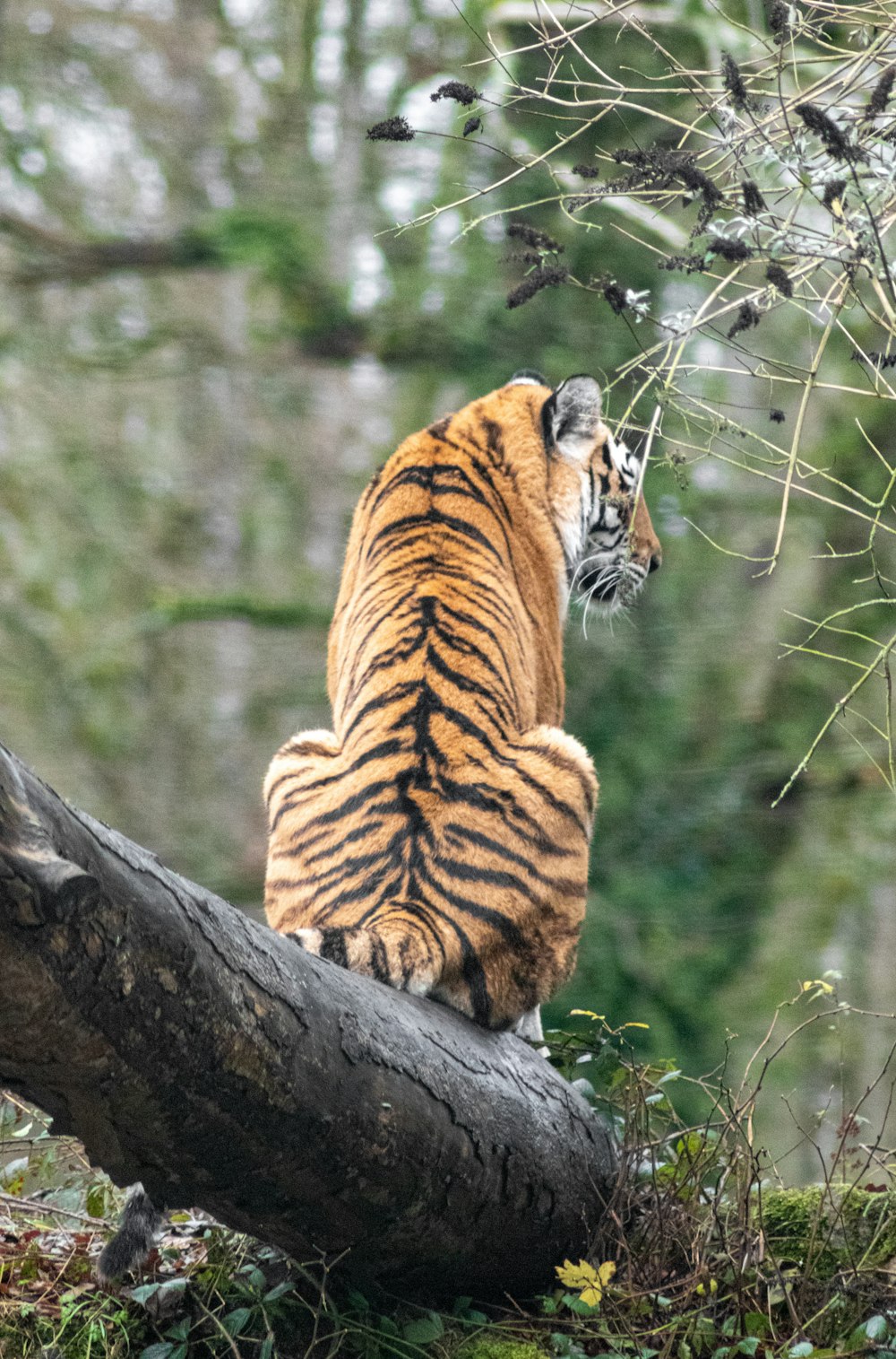tiger lying on tree branch during daytime