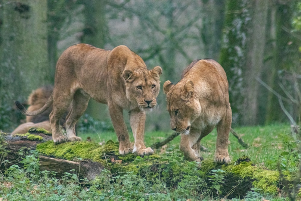 brown lioness on green grass during daytime