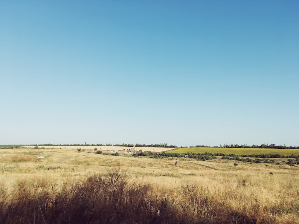 brown grass field under blue sky during daytime