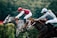 Two jockeys race side by side on horseback, focusing intently on the finish line. The horse on the left is gray, ridden by a jockey in a red outfit with a helmet. The horse on the right is brown, ridden by a jockey dressed in a light-colored suit and helmet. The background is a blurred green, indicating motion and speed.