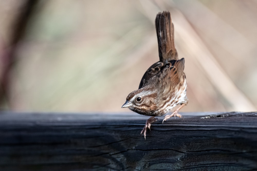 pájaro marrón en la valla de madera negra durante el día
