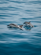 dolphin sailing adventure