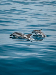 2 dolphins in the water