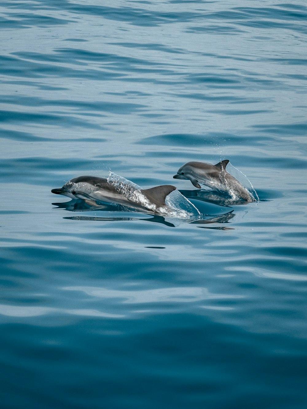 2 delfini nell'acqua