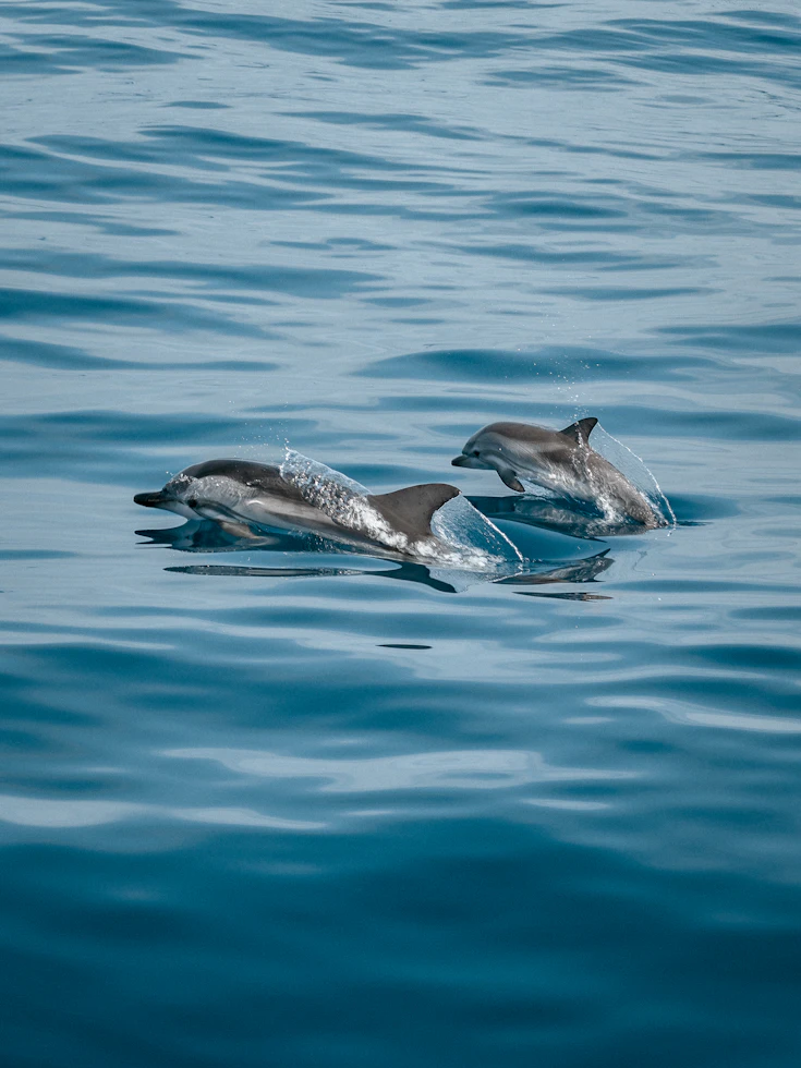 Dolphin swimming