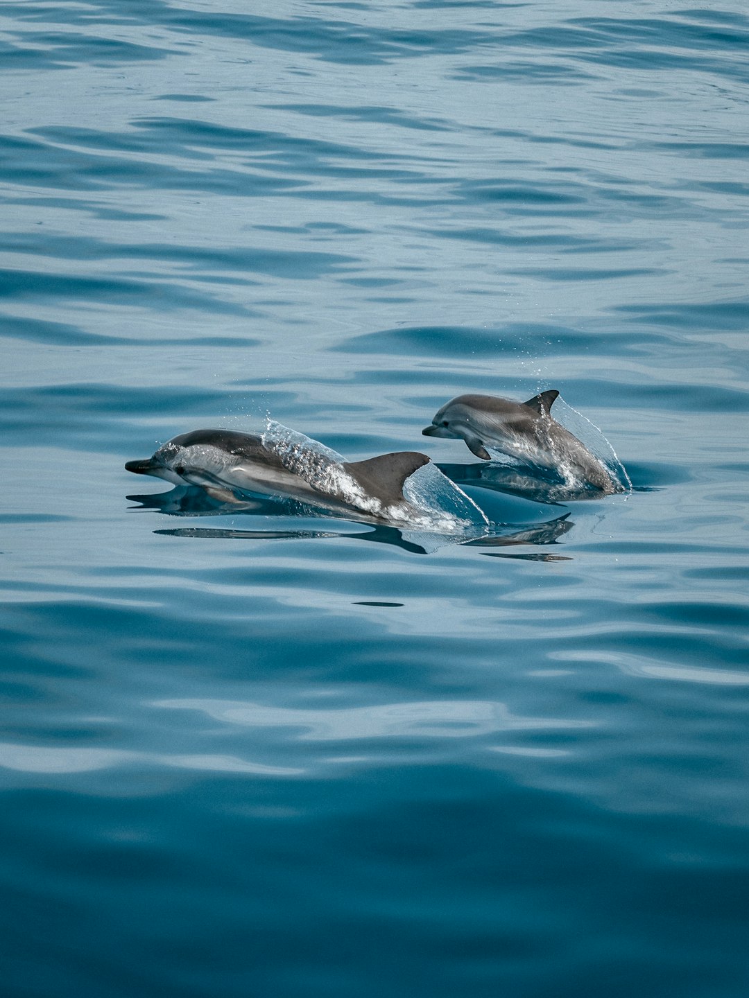  2 dolphins in the water dolphin