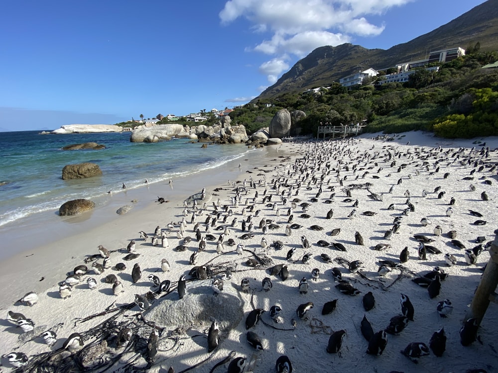bando de pinguins na costa da praia durante o dia