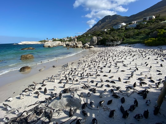 flock of penguins on beach shore during daytime in Boulders Beach South Africa