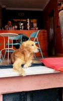 A dog resting comfortably near a dining table in a welcoming restaurant.