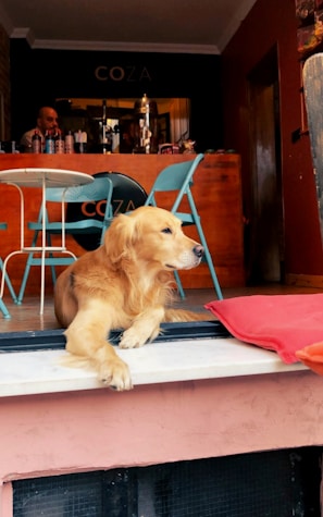 A dog resting comfortably near a dining table in a welcoming restaurant.