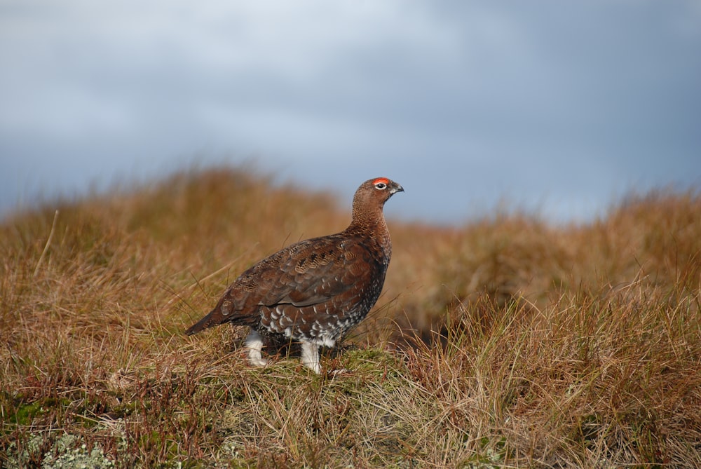 brown and white bird on brown grass during daytime