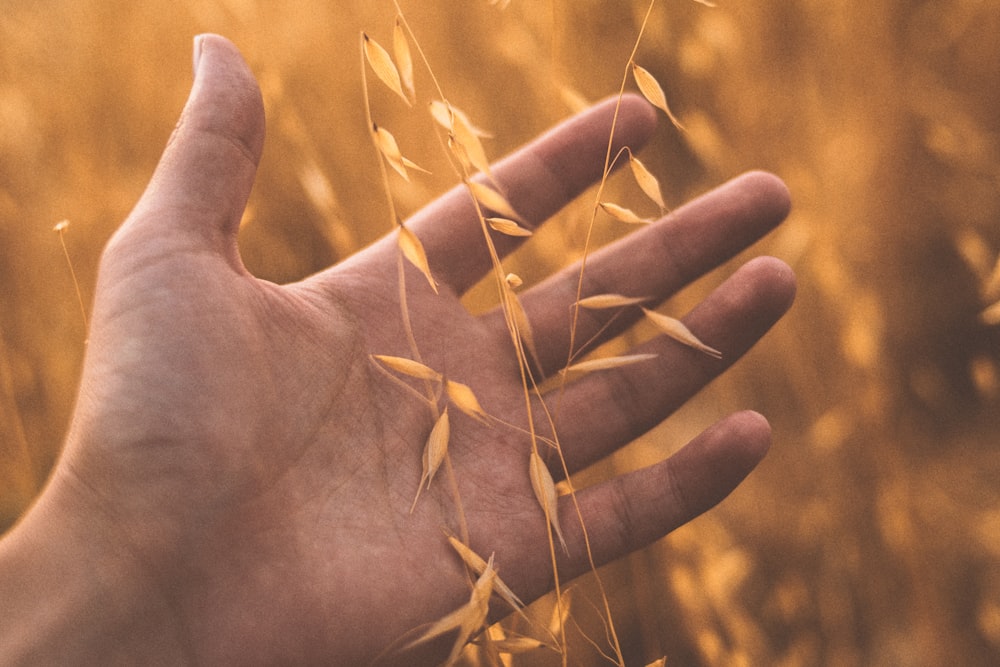 a person's hand in a field of grass