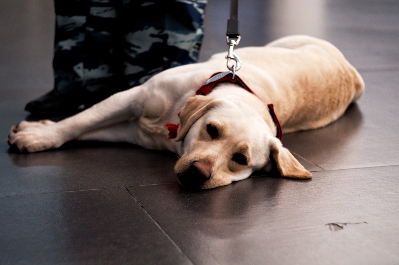 A calm yellow Labrador in a red service harness resting on a tiled floor on leash beside its handler