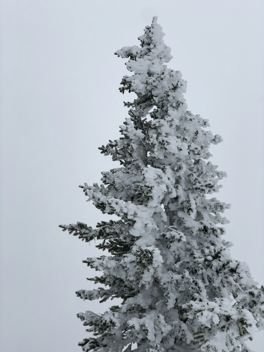 pino innevato durante il giorno