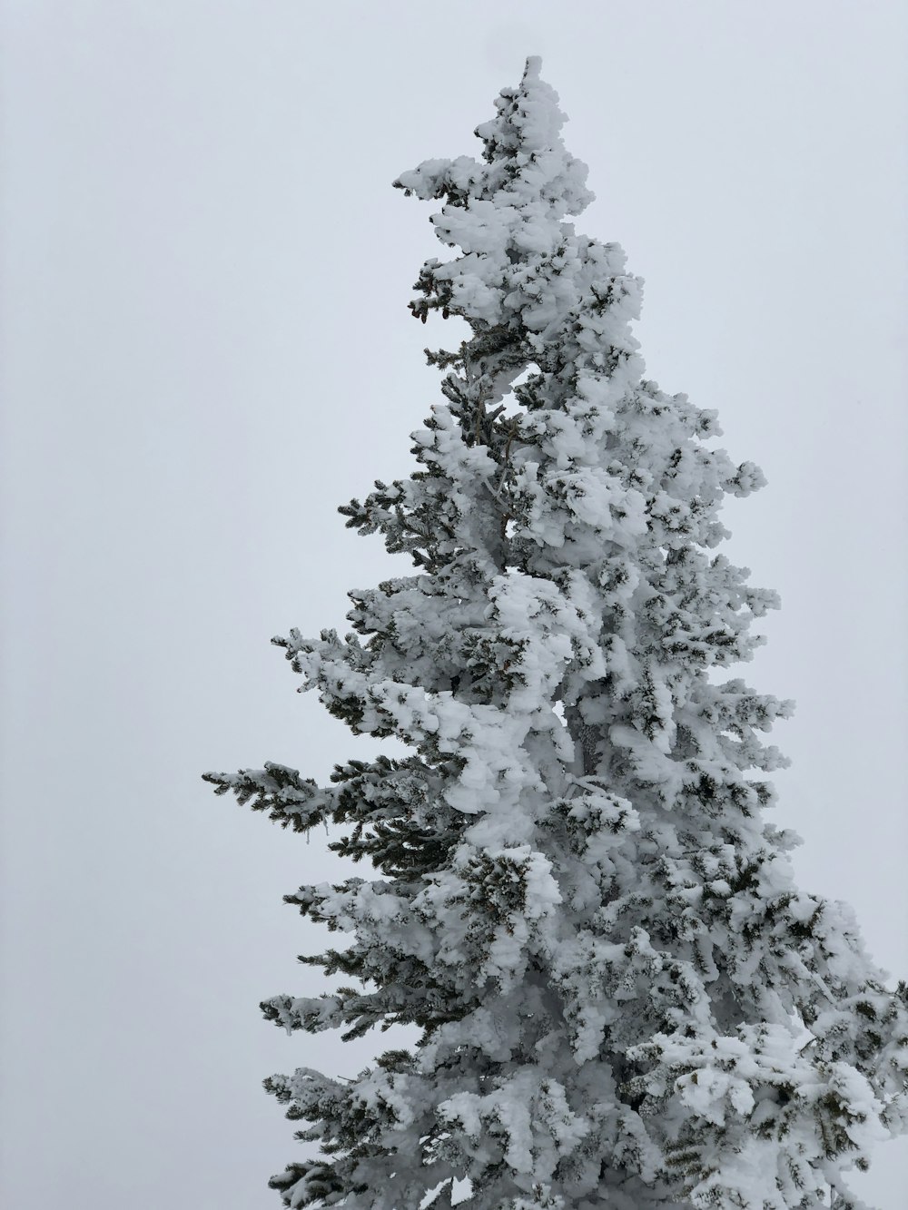 snow covered pine tree during daytime