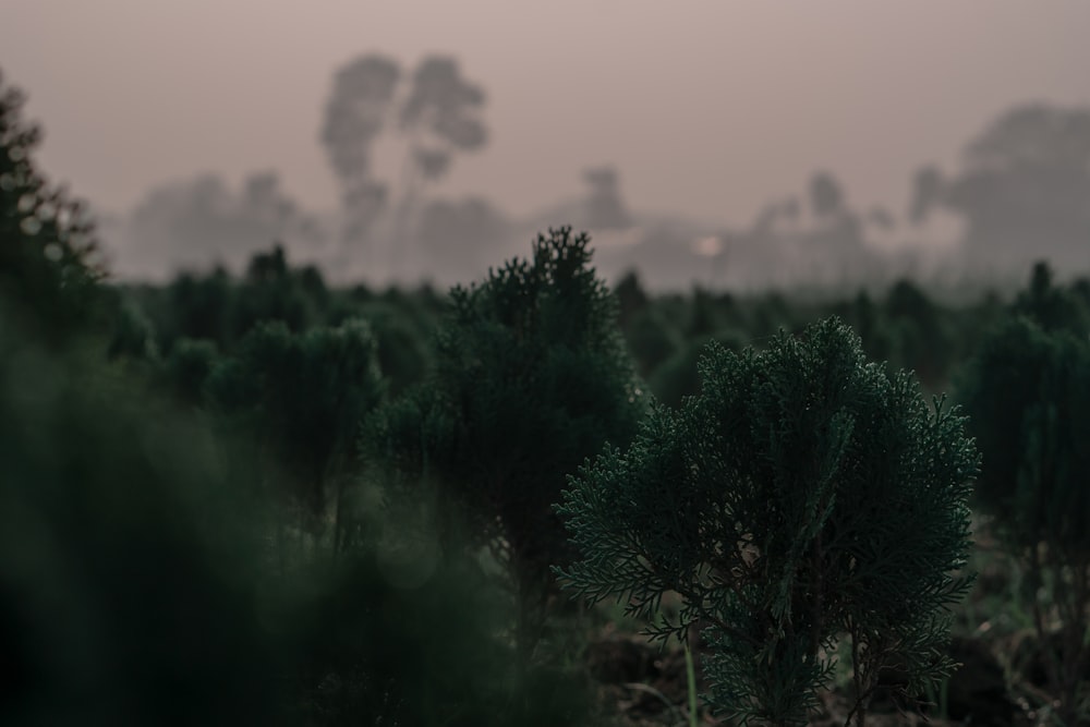 green pine tree during daytime