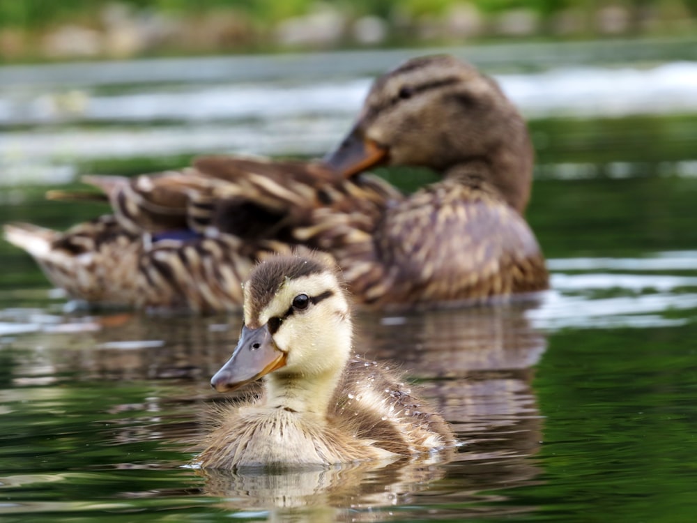 brown duck on water during daytime