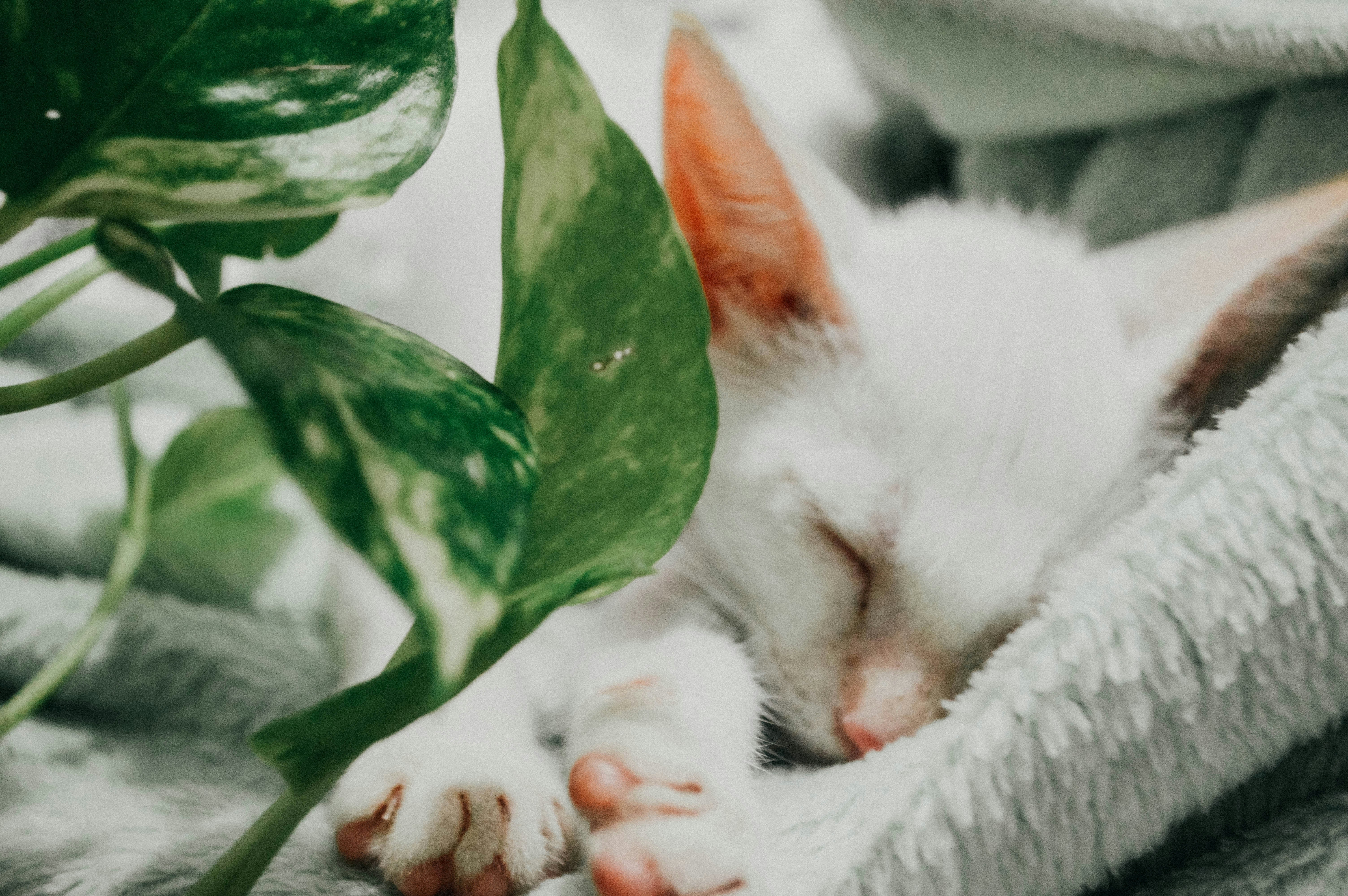 Photo by talissaviana