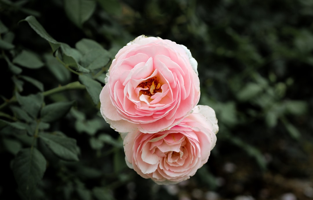 pink rose in bloom during daytime