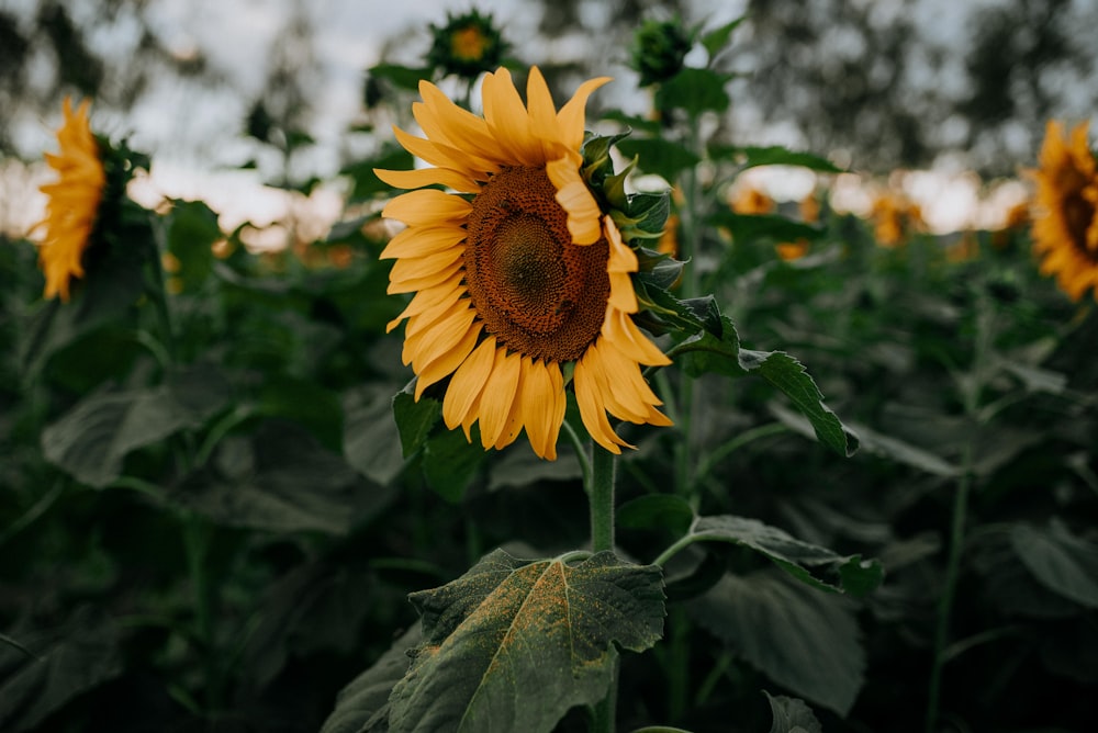 yellow sunflower in tilt shift lens