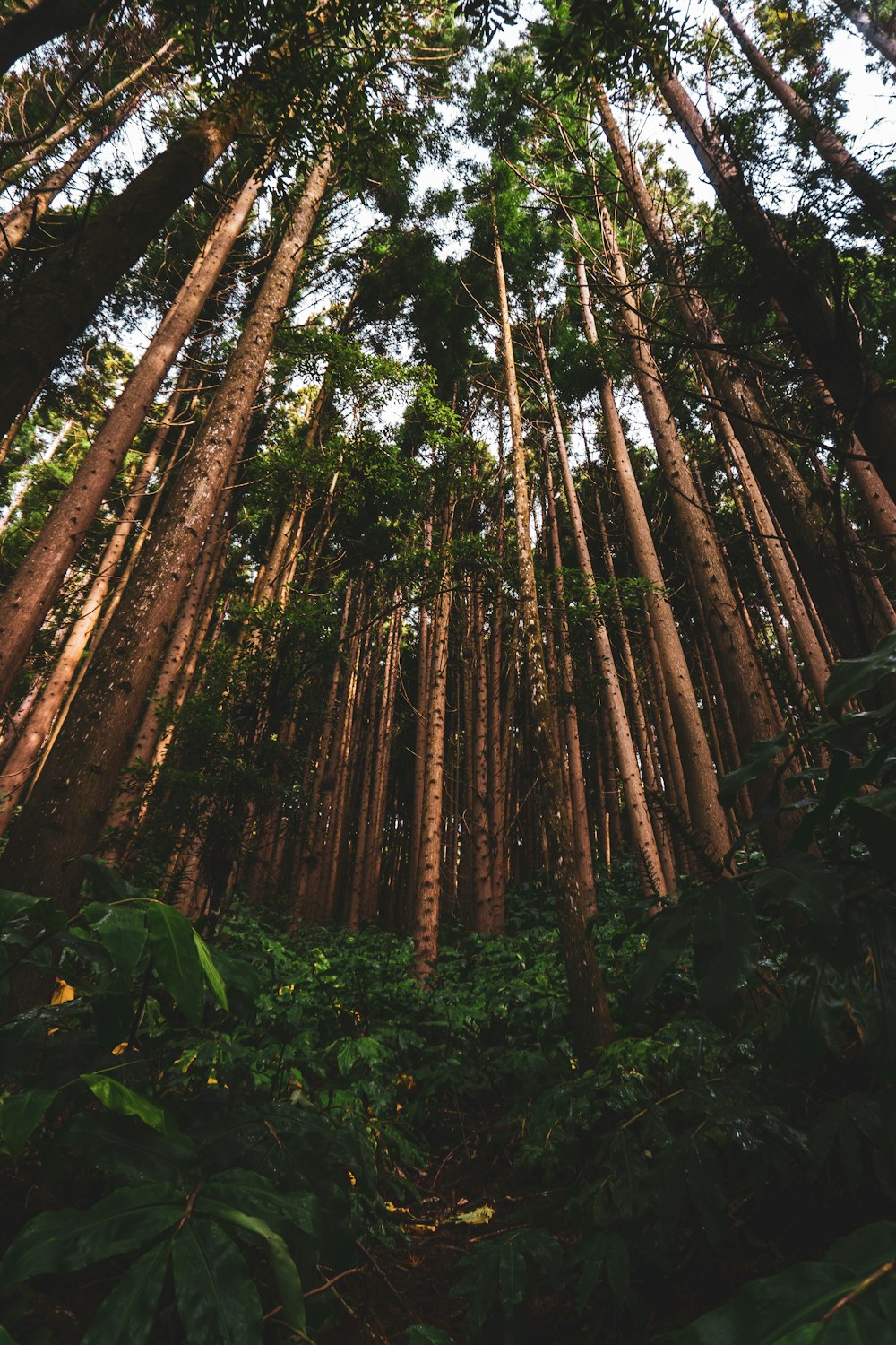 brown and green bamboo trees