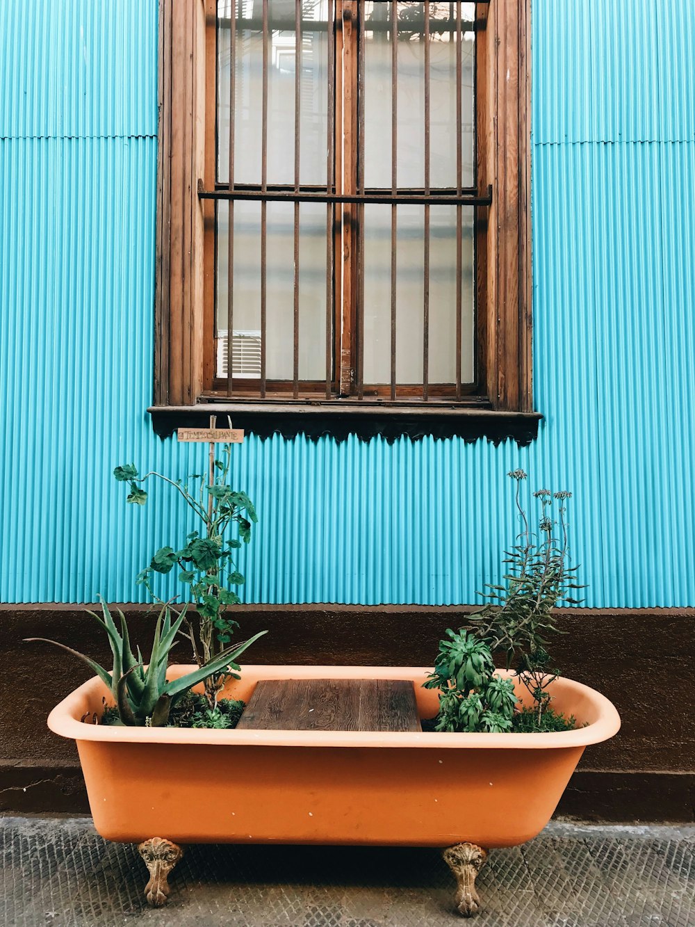 green potted plant on brown clay pot