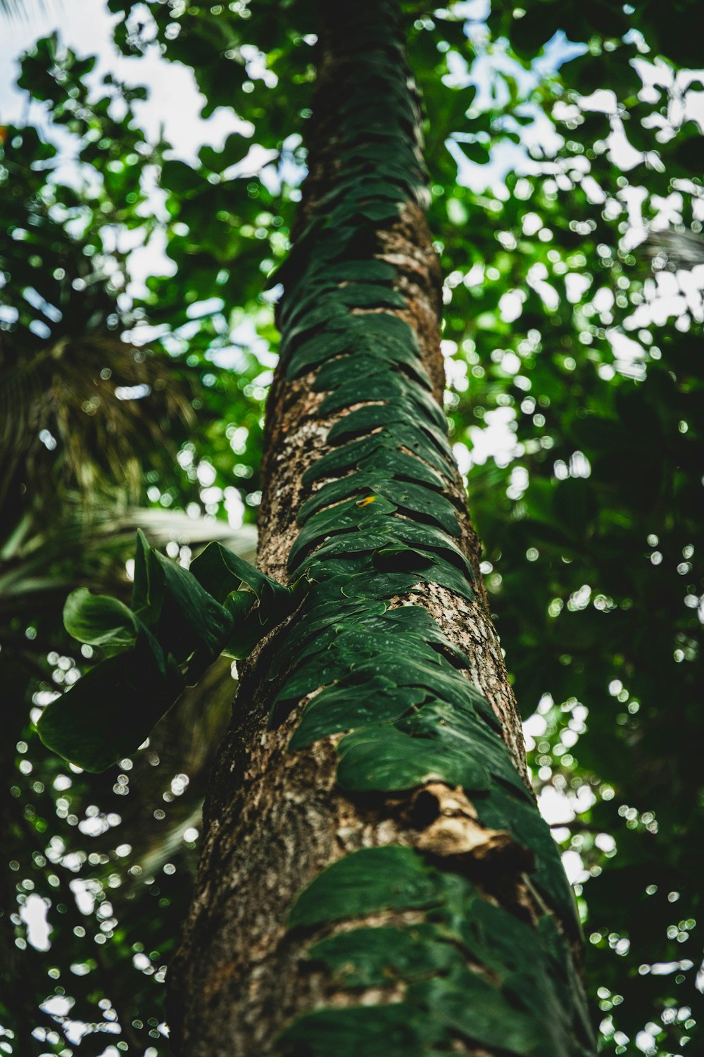 un très grand arbre avec beaucoup de feuilles dessus