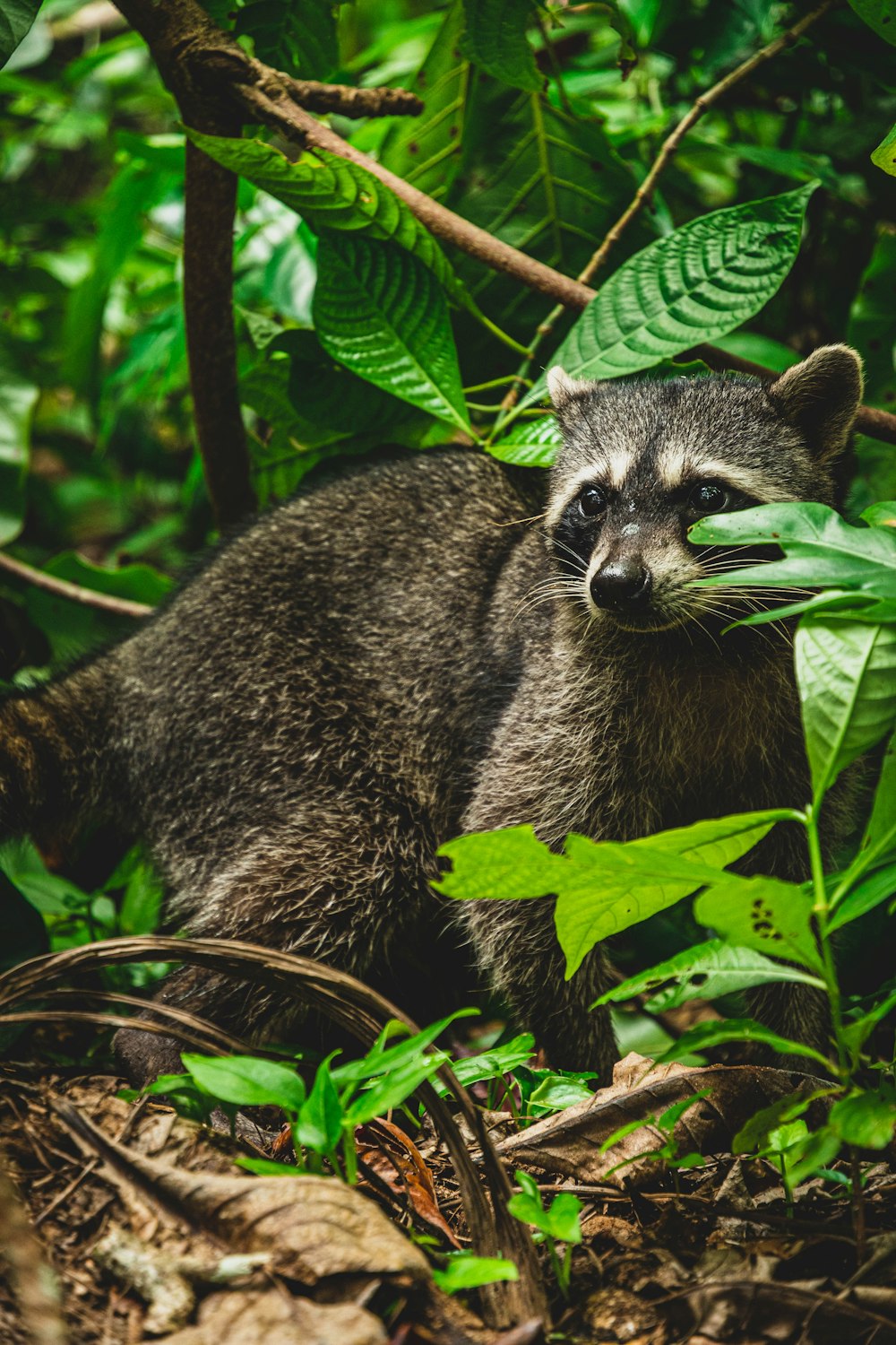 a raccoon standing in the middle of a forest